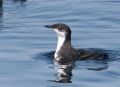 Xantus' Murrelet